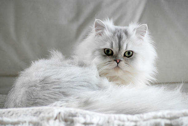 A Persian cat resting with a long coat
