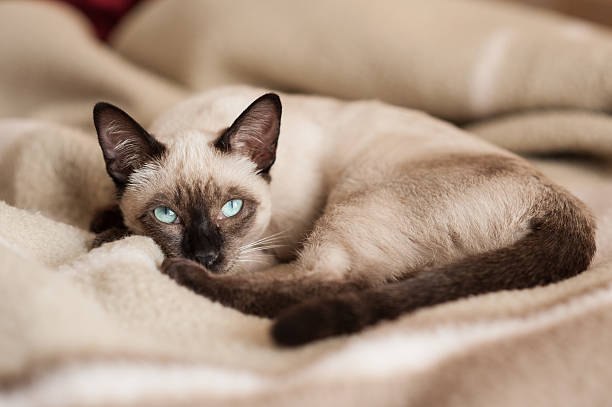 Siamese